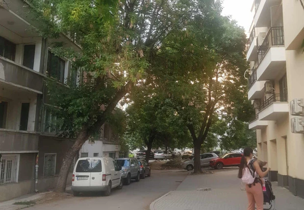 ПП–ДБ: Продължават да падат клони от дървета в Пловдив, а общинските служби действат реактивно, не превантивно