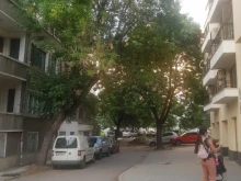 ПП–ДБ: Продължават да падат клони от дървета в Пловдив, а общинските служби действат реактивно, не превантивно
