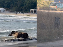 Диви прасета превзеха плажа на "Аспарухово"