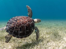 Ухапванията от морските костенурки зачестяват на плажовете в Гърция, предупреждават експертите