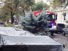 Дърво падна в центъра на София, като по чудо няма пострадали