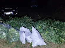 Цяла плантация марихуана е разкрита от полицията в Пловдивско