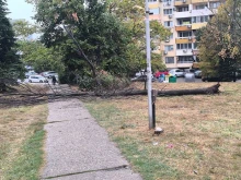 Дърво падна върху пешеходна алея в Русе