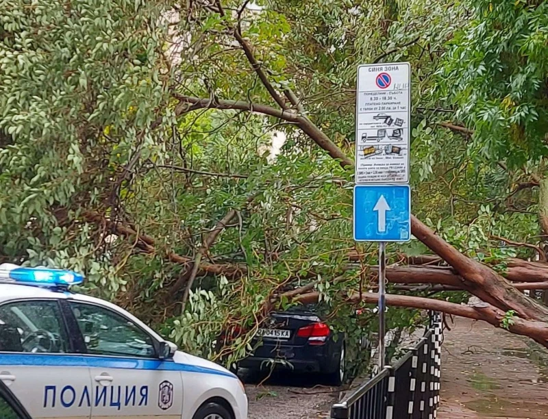Огромно дърво се стовари на пътя в центъра на Пловдив, смаза кола