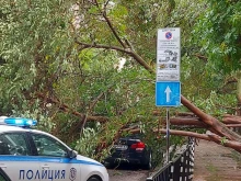 Огромно дърво се стовари на пътя в центъра на Пловдив, смаза кола