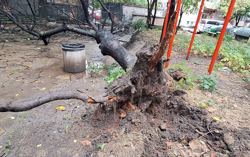 Дърво се стовари в Пловдив, счупи пейка