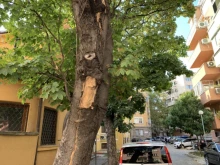 Махат опасно дърво, потрошило коли в центъра на Пловдив