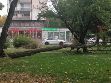 Изгнила акация се стовари на ул. "Младежка"