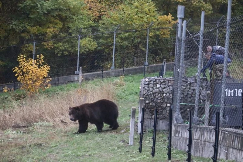 Две украйнски мечки намериха нов дом в Парка за мечки край Белица