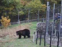Две украйнски мечки намериха нов дом в Парка за мечки край Белица
