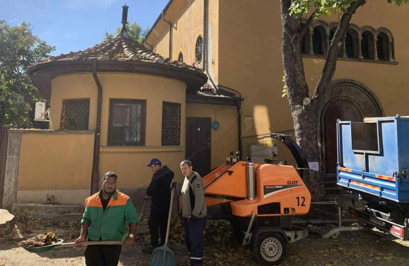 След намеса на Plovdiv24.bg: Отрязаха опасно дърво в центъра