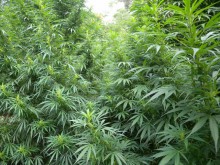 Над 420 кг марихуана е иззета при спецакция в Пазарджик