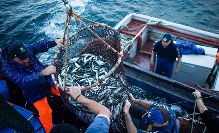 Изчезнаха някои видове риба от Черно море
