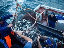 Изчезнаха някои видове риба от Черно море