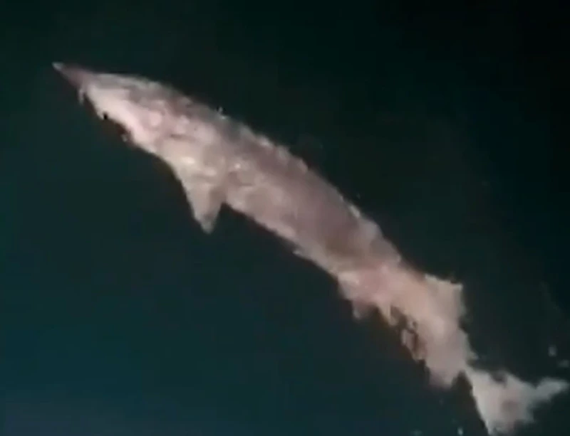 �������� �������� �� ��������: ������� 240-������������ ������ ���� ����