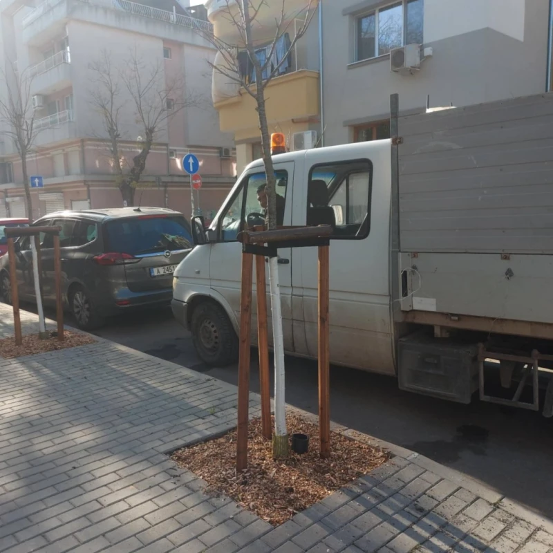 Засадиха над 500 дръвчета в Бургас за два месеца