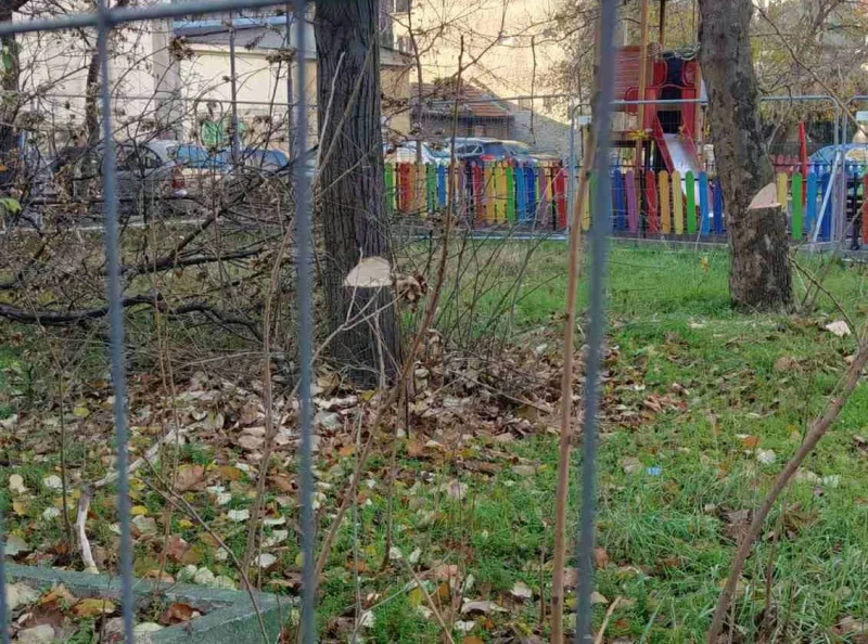 Поголовна сеч на дървета в скандален имот в Пловдив, хората скочиха отново