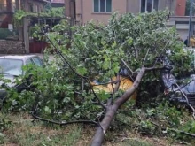 Паднали клони затрудниха движението по ключови булеварди в Пловдив