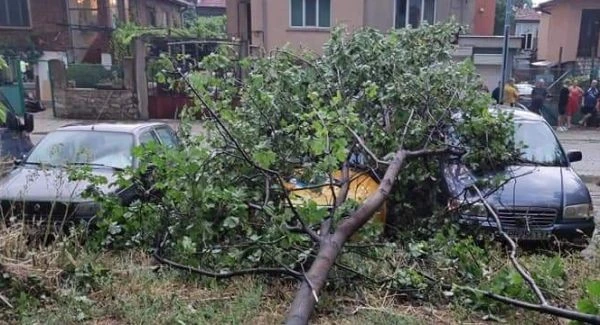 Паднали клони затрудниха движението по ключови булеварди в Пловдив