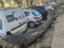 Скоростта на вятъра в Пловдив достигна до 80 км/час, много паднали дървета и пострадали автомобили