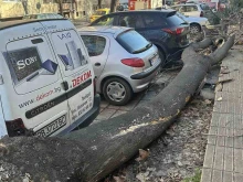 Арборист: Готов съм да съдействам!