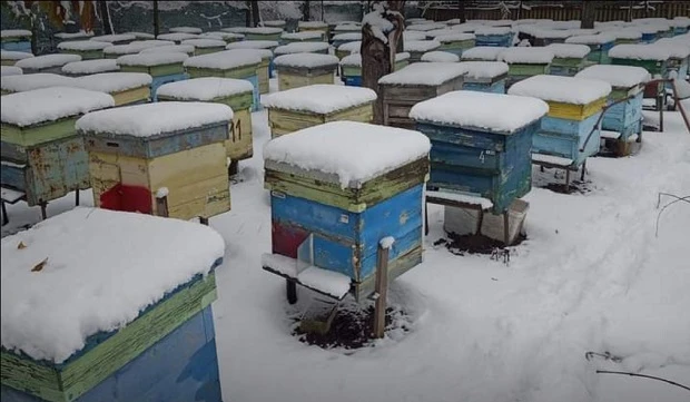Пчеларите в Кюстендилско влизат в новата година с битка за оцеляване