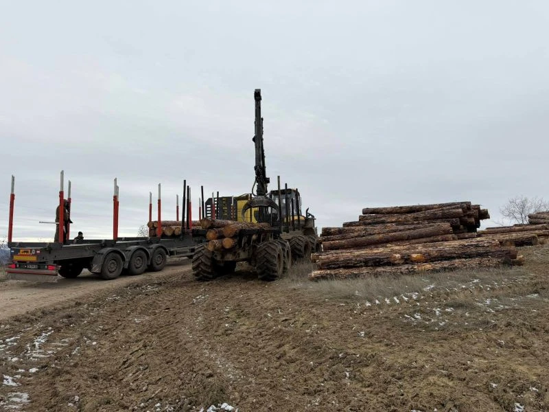 Продължава усвояването на изгорялата при пожара в Пирин дървесина