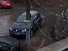 Бебе маймуна с памперс е забелязано в "Люлин"