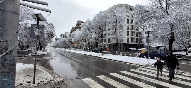 14 сигнала за опасни дървета и клони в "Северен"