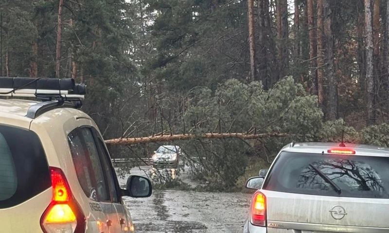 Паднало дърво затруднява движението край Самоков