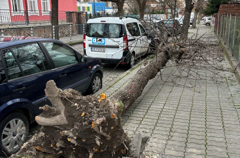 Огромно дърво падна върху тротоар в Пловдив