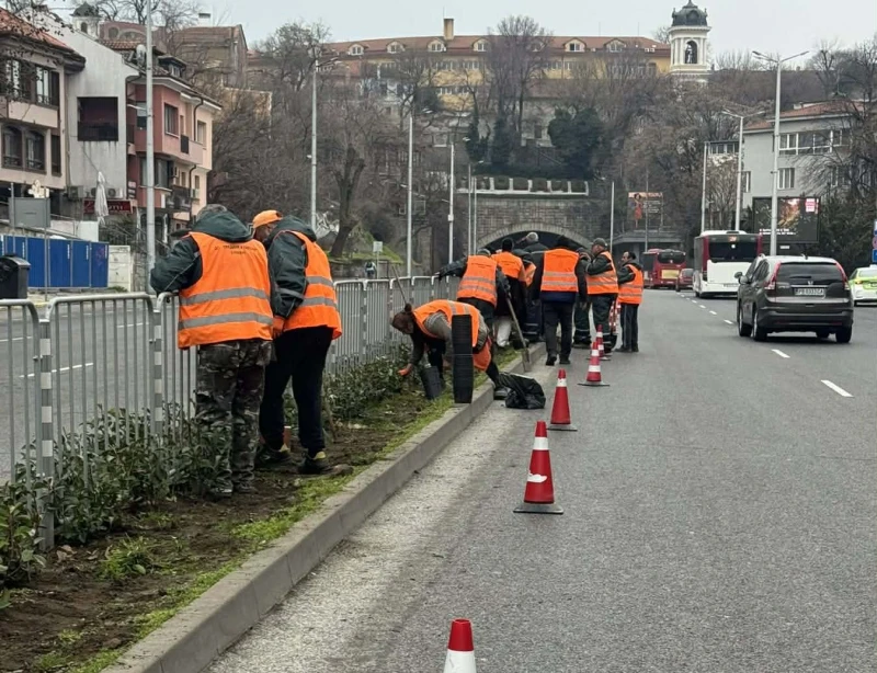 Нови цветя и растения по булевардите на Пловдив