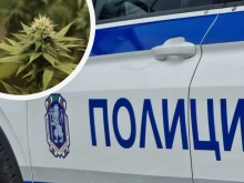 В Бургаско: Хванаха двама украинци, единият от които непълнолетен, с близо 300 грама марихуана