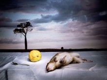 Австралийска фотографка показва ранената дива природа 