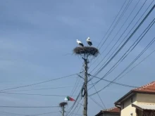 Първите щъркели пристигнаха в симитлийско село