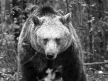 34-годишната Рада от Парка за мечки край Белица си отиде