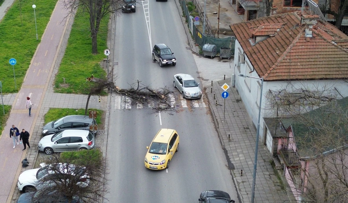 Голямо дърво падна върху пешеходна пътека на булевард в Пловдив