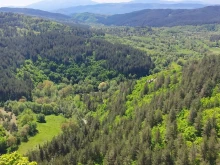 България с повече гори, но и с нарастващи проблеми в сектора