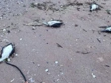 Откриха мъртви 9 делфина и 300 птици в района на Северното Черноморие – екологичен инцидент ли е