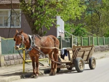 Кон нахапа жена във Великотърновско
