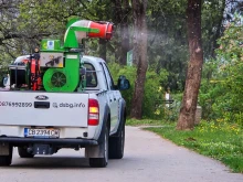 Със специални препарати морят бълхи и кърлежи във Велико Търново
