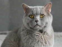 Почина най-известната котка в България