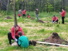 Нов живот в парк "Лаута": 40 полски ясена бяха засадени в Деня на Земята