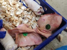 Гнило месо и продукти без произход: БАБХ разкри ужасяващи нарушения в месокомбинат в Дулово