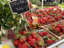 Фестивалът на ягодата в Кричим започна
