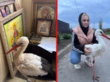 От УМБАЛ "Дева Мария" до Украйна: Невероятното пътешествие на щър...