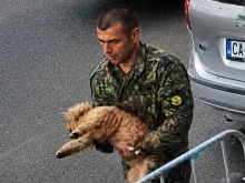 Драма в Пловдив: Военен направи добро дело и изчезна с блъснато куче. Къде е то сега?