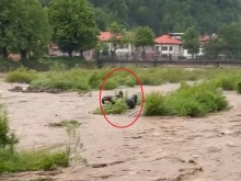 Тежки кадри: Животни бедстват в страшно бушуваща река