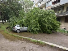 Голямо дърво падна на оживено място в Монтана