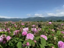 България все още е първа по производство и износ на розово масло, но има проблем